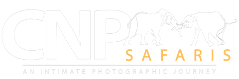 CNP Safaris